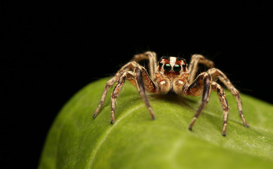 Jumping spider