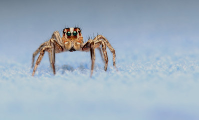 Jumping spider
