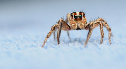 Jumping spider