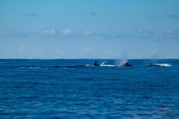 A pod of northern bottlenose whales near Pico Island 