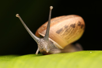 Snail