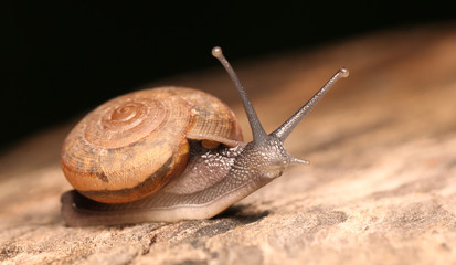 Snail