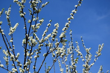 Affectionate May month