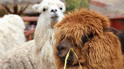 Llamas en Chinchero, Per&uacute;