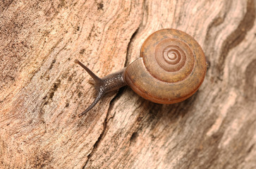 Snail