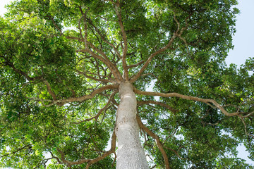 Big tall tree in the forest, looking up to treetop view 