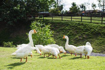 Group of white goose on green lawn in country farm