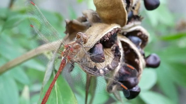 Dragonfly Sits On Bush Tree Branch With Green Leaves