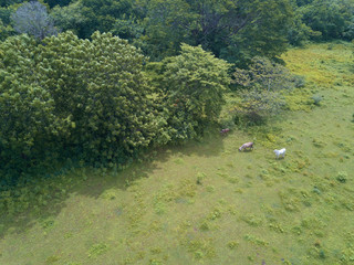 Group of cows pasture on green field