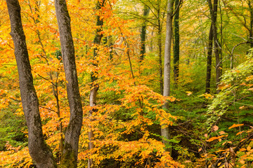 Scenic landscape of forest in fall
