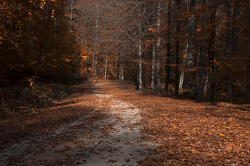  Beech Forest and Yellow Leaves