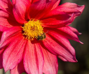 red dahlia flower with bee close-up on a green background