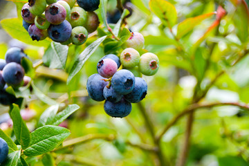 Ripe Blueberries in garden