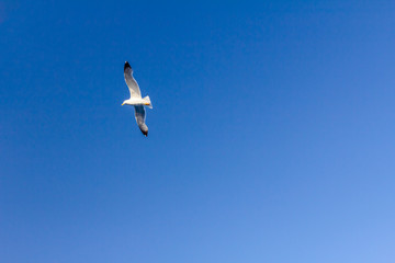 Seagull is flying on blue sky, soaring