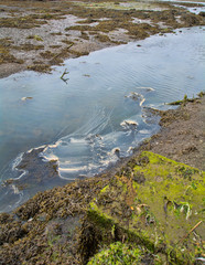 pollution;estuary;rivver;mud;seaweed;water;stream;seaside;algae;moss;scum;tide;low tide;sand;