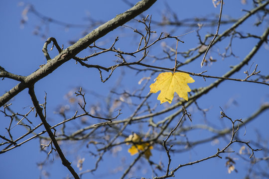 Lonely yellow maple leaf on blue sky background