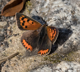 Fototapeta na wymiar Copper Butterfly