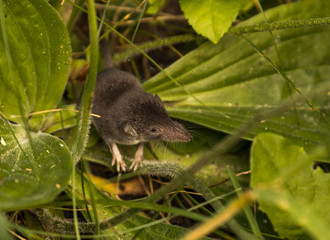 Common Shrew