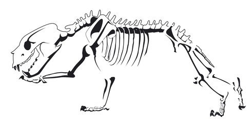 squelette d'ours en noir et blanc