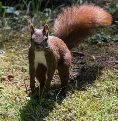 Red Squirrel