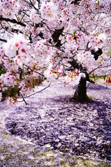京都二条城の桜