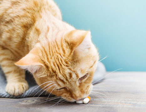 Red kitten and orange pills closeup