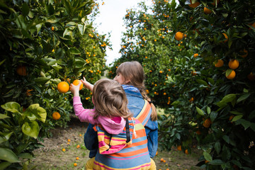 picking oranges in the Mediterranean