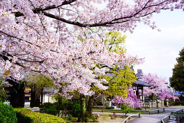 京都上品蓮台寺の桜