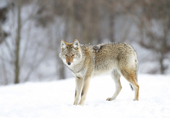 A lone coyote walking in the winter snow in Canada