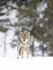 Fototapeta premium A lone coyote walking in the winter snow in Canada