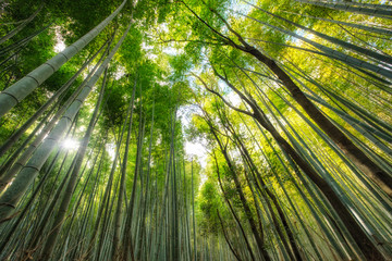 Green Bamboo grove forest with sunlight