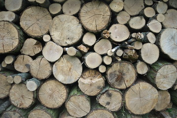 Kłody © Pawel