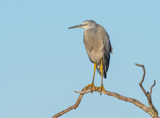White-Faced Heron