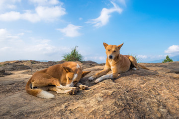 Typical Sri Lanka dog on top of the vantage point Ella Rock, in the highlands of the Uva province of Sri Lanka. The mountain is a famous viewpoint in Ella, approx 1400m high