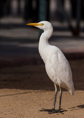 Cattle Egret (Bubulcus ibis) 2