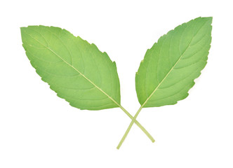 Fototapeta premium Leaf Sweet Basil isolated on white background