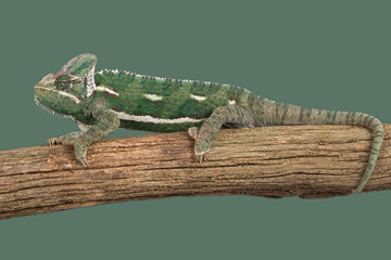 Veiled Chameleon (Chamaeleo Calyptratus)/Veiled Chameleon on branch against green background © davemhuntphoto