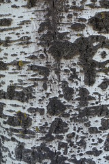 Surface of bark of silver poplar tree