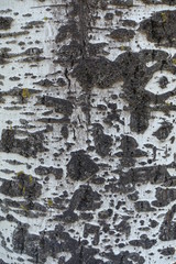 Smooth greyish white bark of Populus alba with black fissured marks