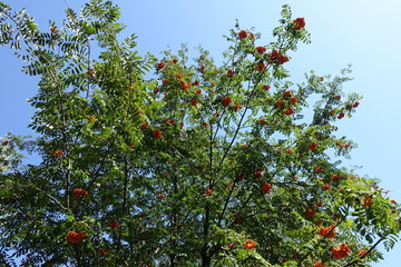 Branches of rowan with fruits against the sky