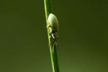 Живая природа. Макромир. Красивые насекомые. Жуки, пауки, бабочки и другие красивые насекомые. Wildlife. Macrocosm. Beautiful insects. Bugs, spiders, butterflies and other beautiful insects