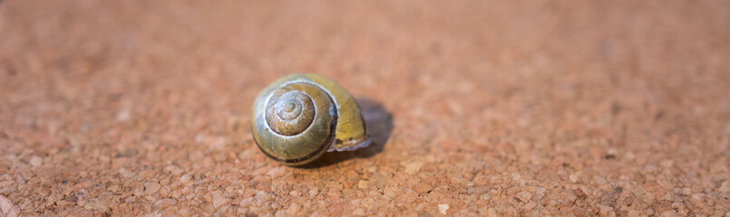 Schnecke mit Haus