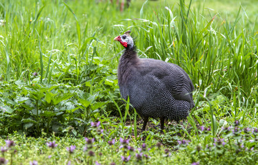 Title	 Domestic Guineafowl In grass