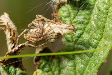 Живая природа. Макромир. Красивые насекомые. Жуки, пауки, бабочки и другие красивые насекомые. Wildlife. Macrocosm. Beautiful insects. Bugs, spiders, butterflies and other beautiful insects