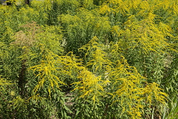 Solidago canadensis colony in full bloom in august