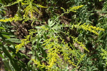 Top view of Solidago canadensis in bloom