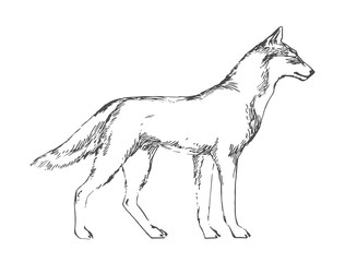 Hand drawn wolf. Black vector forest predator image on white background. Sketch style illustration.