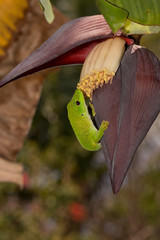 Fototapeta premium Giant day gecko (Phelsuma grandis) licking a banana tree flower, Nosy Komba, Madagascar
