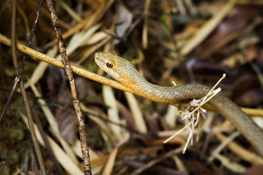 รูปภาพMiniatus เลือกดูภาพถ่ายสต็อก เวกเตอร์ และวิดีโอ1,511 Adobe Stock