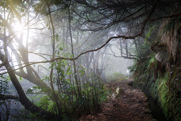 Walking trail in tropical forest,Caldeirao Verde levada,Madeira Island